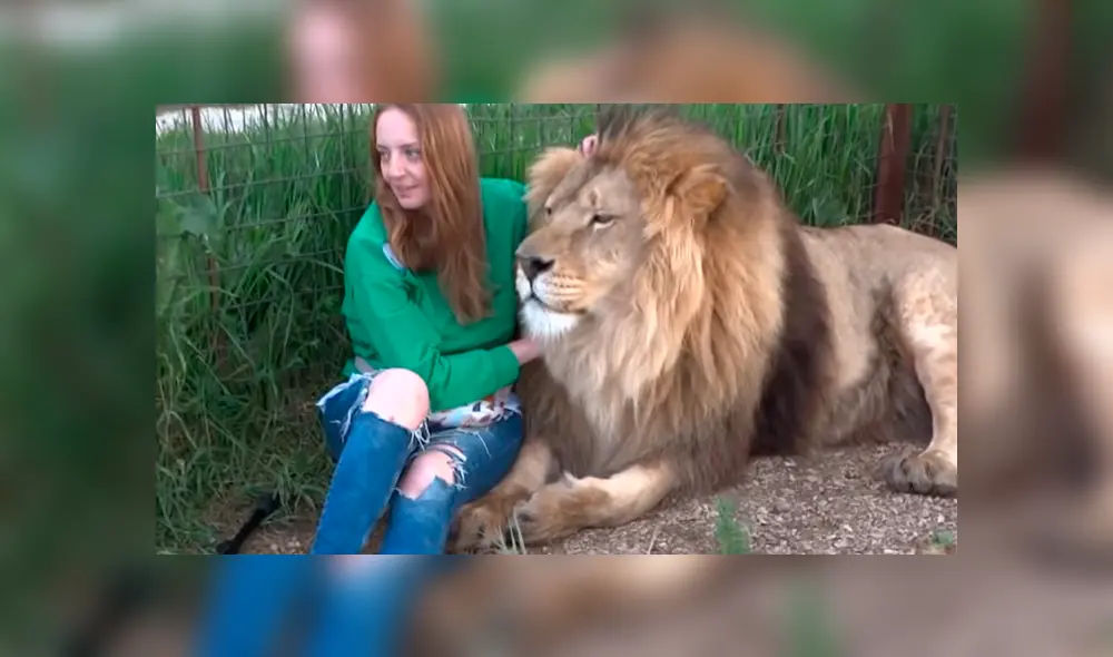 Desliza hacia la izquierda para ver la reacción que tuvo el gigantesco león tras encontrarse con la turista. El video es viral en YouTube.