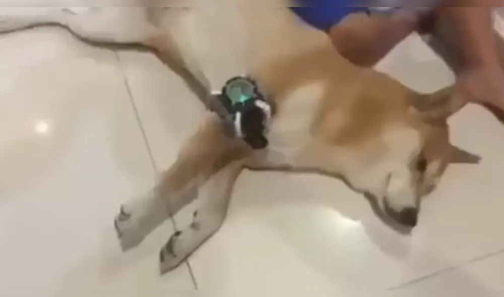 Facebook: Así nació el meme del "perro con el Omnitrix" [FOTOS]