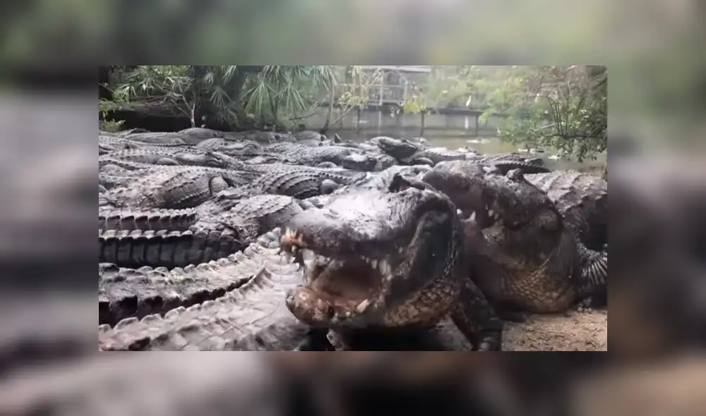 Desliza hacia la izquierda para ver el encuentro de 'mamanuela' con un cocodrilo, escena que es viral en YouTube.