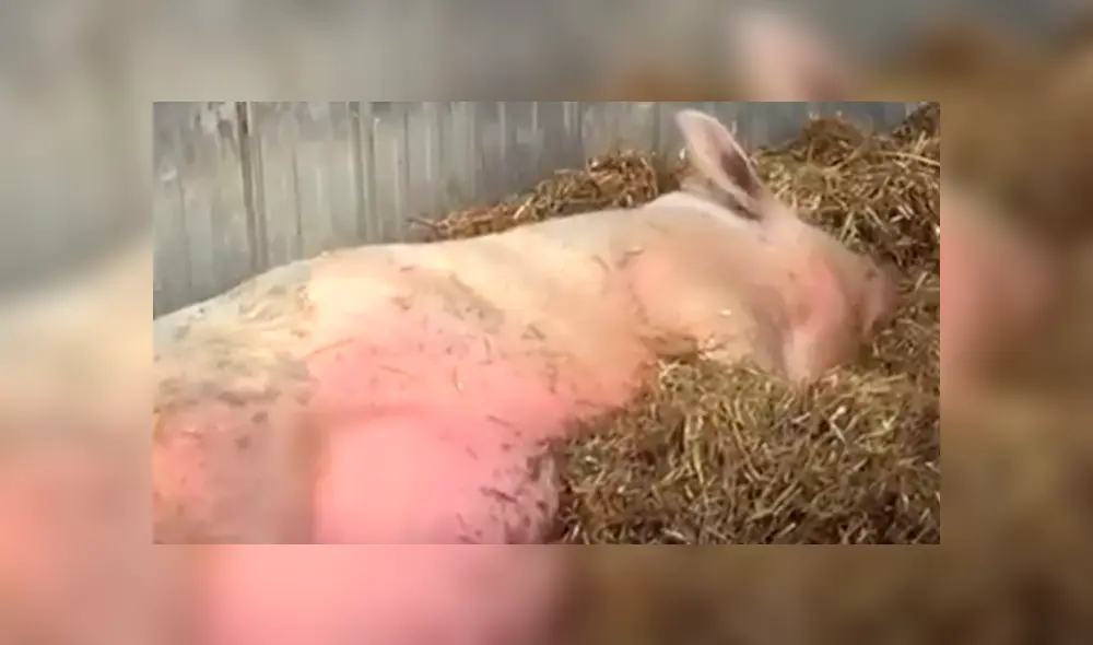 YouTube viral: cerda sorprende al mundo al dar a luz a 13 adorables puerquitos [VIDEO]