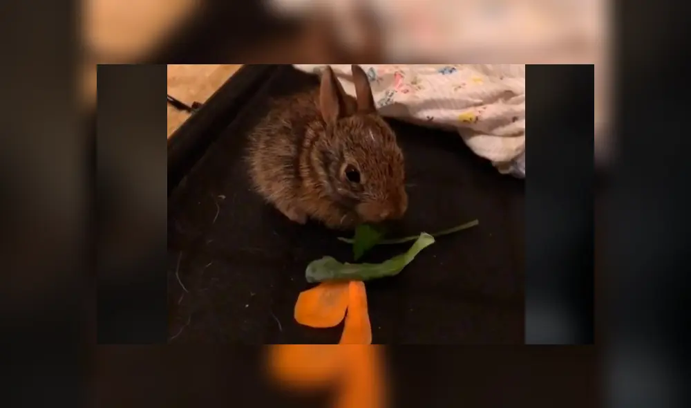 El recién nacido, aún no habría los ojos y buscaba a su mamá para alimentarse. Foto: Jessica Lee/TikTok