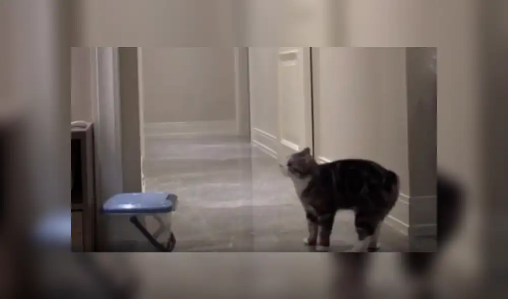 Desliza las imágenes para apreciar el emotivo comportamiento de un gato al quedarse sin su ‘compañero’. Desliza las imágenes para apreciar el emotivo comportamiento de un gato al quedarse sin su ‘compañero’.