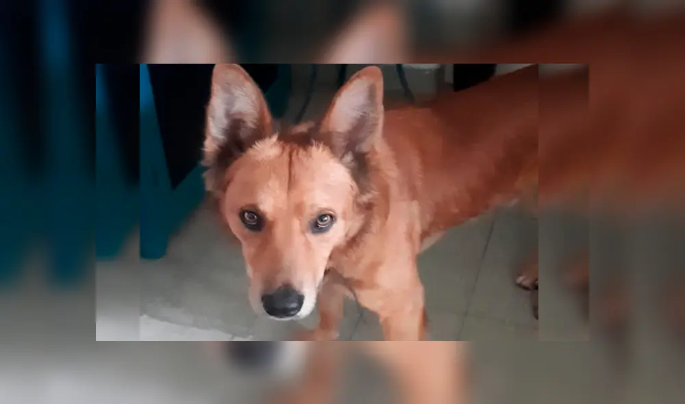 Vecinos de La Blanqueada denunciaron a un policía por abuso de autoridad y por matar a un perro de un balazo. (Foto: El País) Vecinos de La Blanqueada denunciaron a un policía por abuso de autoridad y por matar a un perro de un balazo. (Foto: El País)
