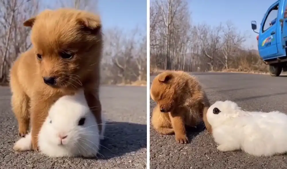 El conejo se coloco debajo del cuerpo del cachorro para que este no se desplome contra el suelo. Foto: captura de Facebook.