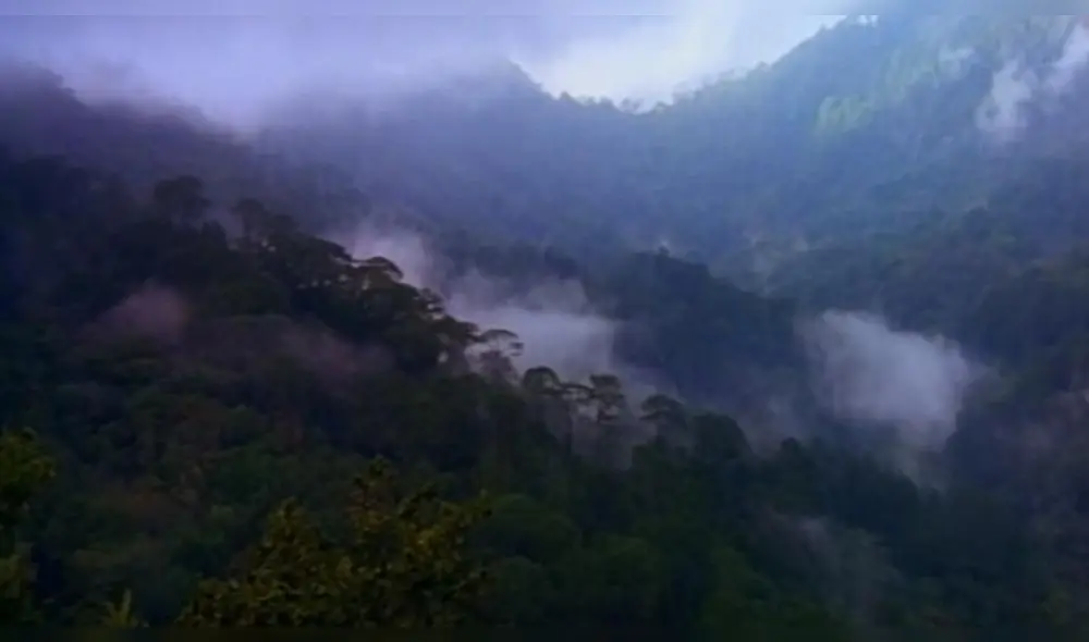 Incendio en el Amazonas: Michael Jackson intentó prevenir desastre con videoclip Incendio en el Amazonas: Michael Jackson intentó prevenir desastre con videoclip