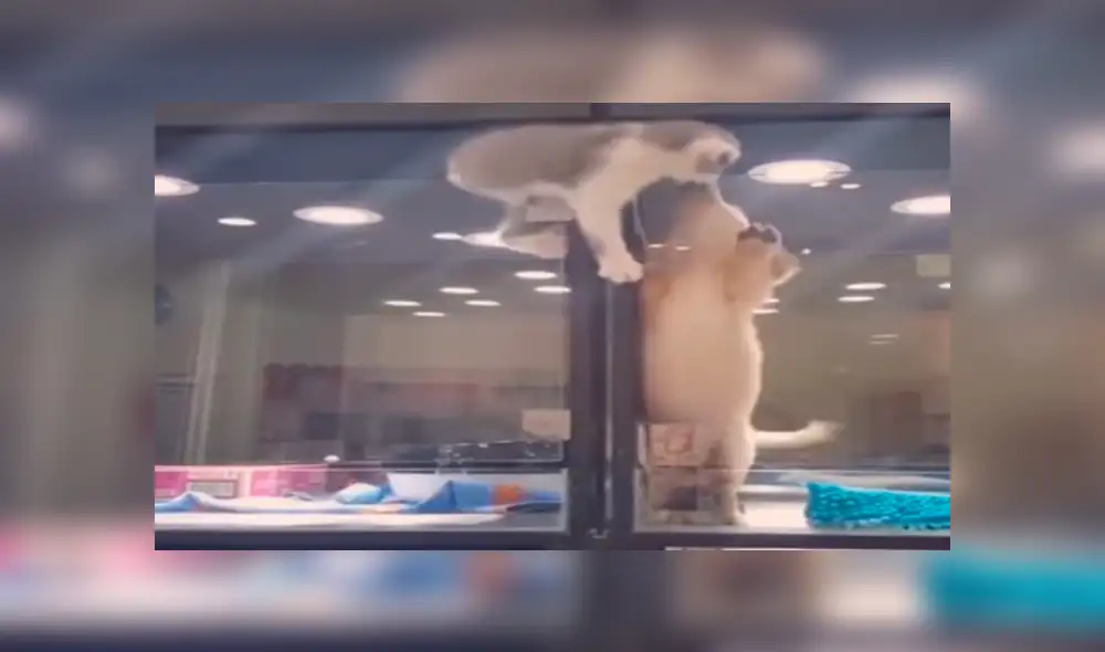 Facebook viral: Gatito huye de jaula para reunirse con perro, que es su mejor amigo [VIDEO]