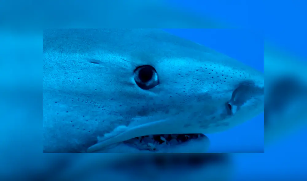 YouTube viral: buzo ingresa al mar en busca de ‘tesoro’ oculto y se topa con hambrientos tiburones.