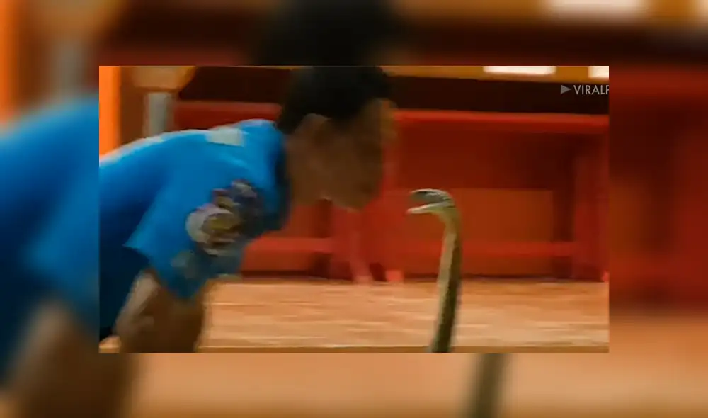 Chico hipnotiza a venenosa cobra para besarla y sucede lo inesperado [VIDEO] 