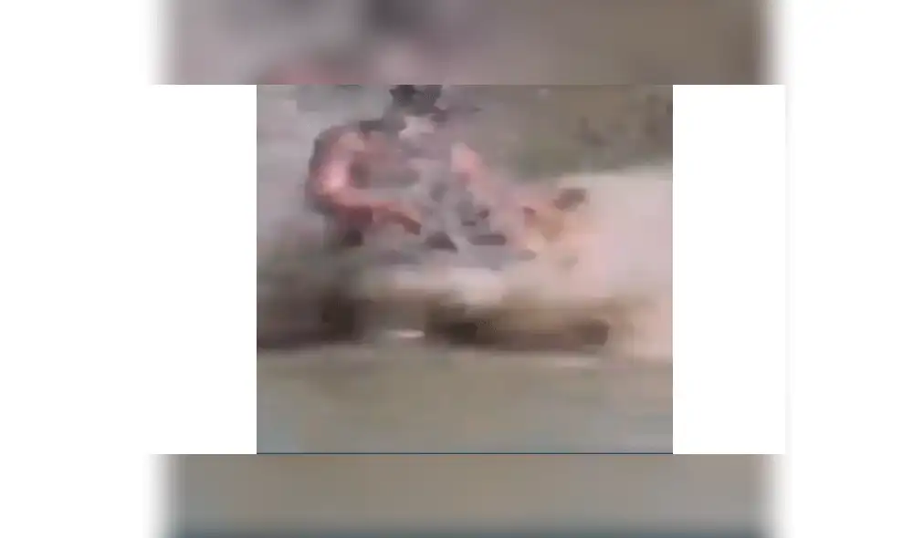 Feroz leona se encuentra con osado turista dentro de su hábitat y el desenlace impacta a miles [VIDEO]