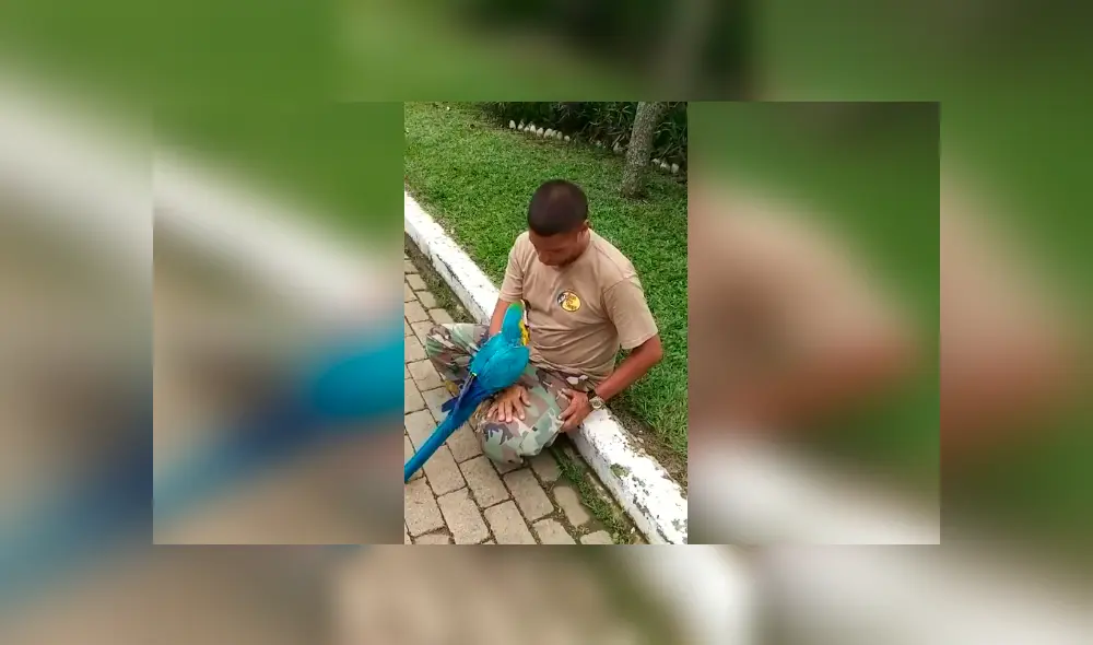 Desliza las imágenes para apreciar el emotivo comportamiento de un guacamayo al recibir unos mimos de su cuidador.