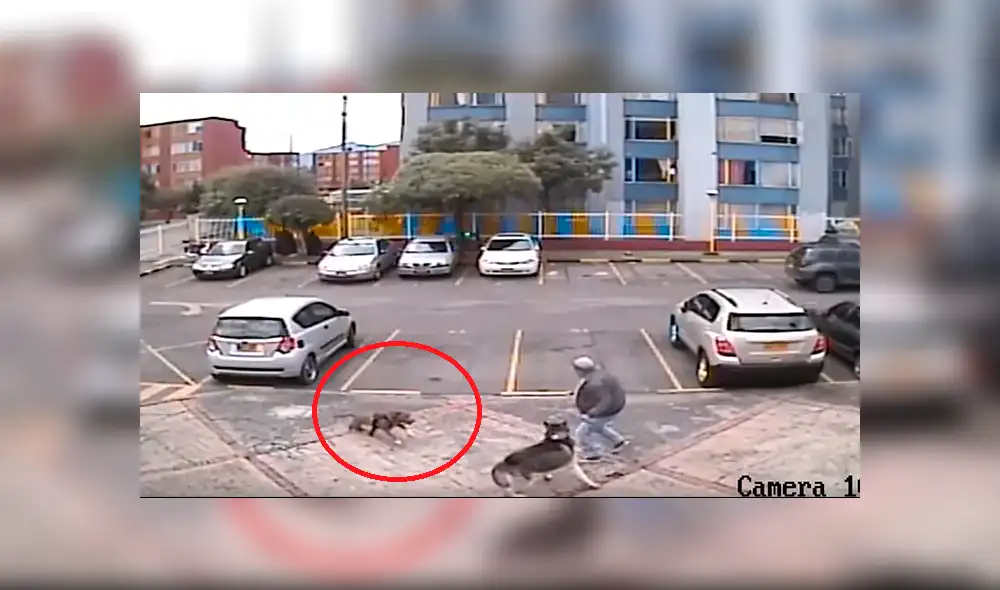 YouTube: furioso pitbull ataca de la peor forma a siberiano y conmociona a miles [VIDEO]