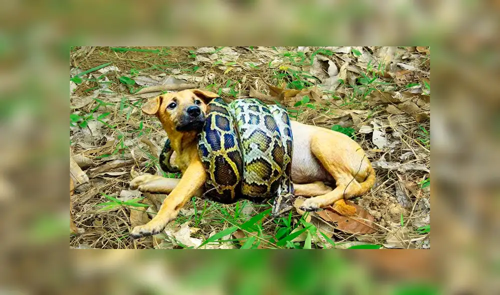 YouTube viral: graban a anaconda a punto de comerse un perro, pero dos 'ángeles' lo rescatan [VIDEO]