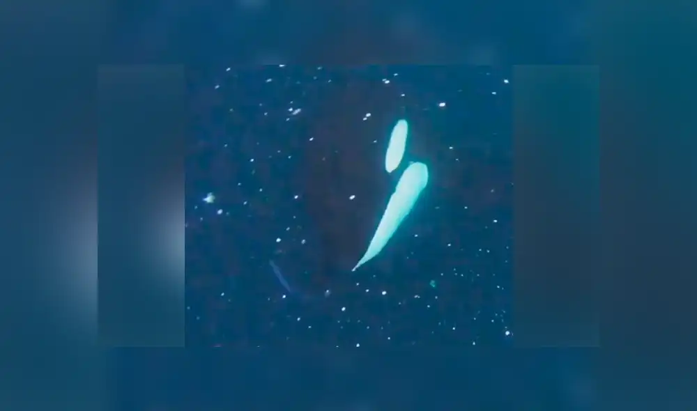 Un buzo grabó en un video viral de YouTube el aterrador momento en que se interpuso en la comida de una enorme orca, sin imaginar su abrupta reacción. Un buzo grabó en un video viral de YouTube el aterrador momento en que se interpuso en la comida de una enorme orca, sin imaginar su abrupta reacción.