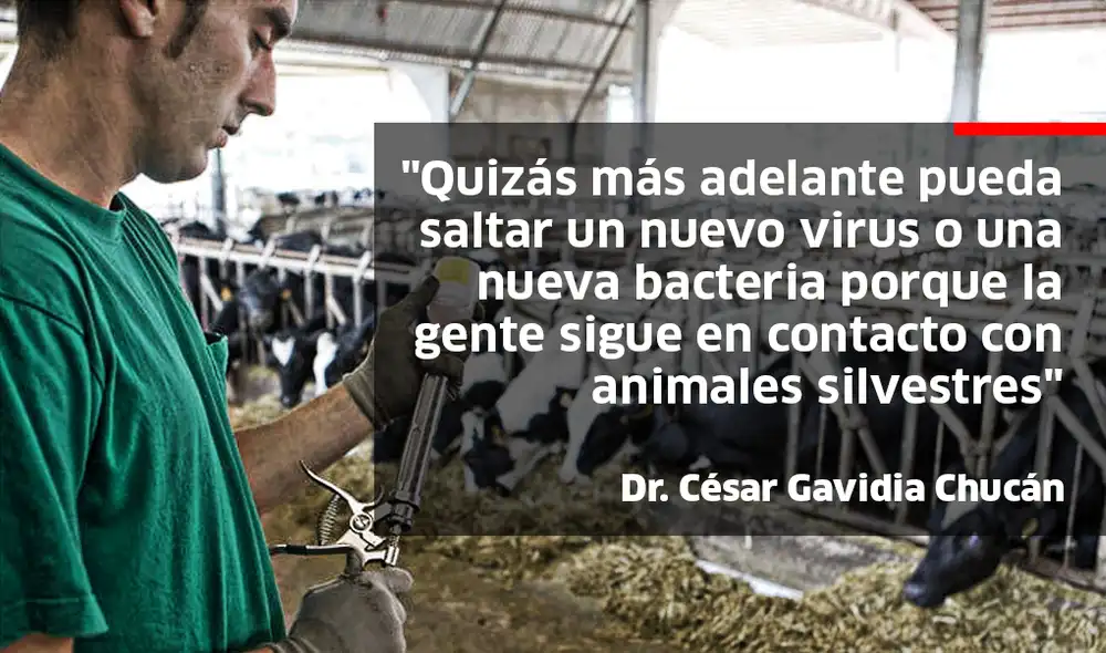Los veterinarios, nuestra primera línea de defensa ante brotes infecciosos como el coronavirus. Foto: EFE/Composición.
