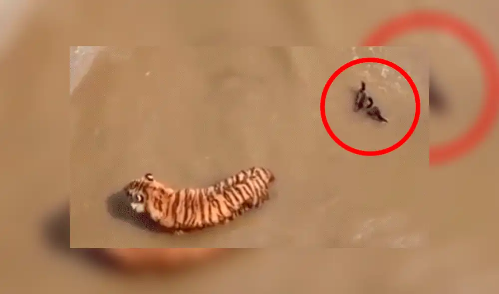Facebook viral: Patos se burlan cruelmente de un feroz tigre, que entró a su hogar para devorarlos [VIDEO] 