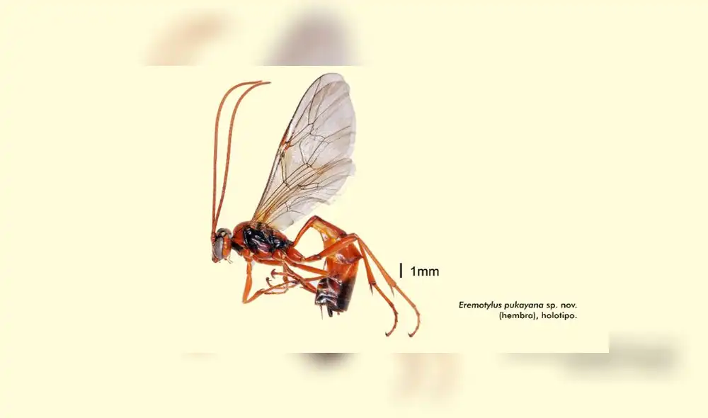 Avispa parasitoide fue colectada tras ser atraída con luz. (Foto: Museo de Historia Natural de San Marcos) Avispa parasitoide fue colectada tras ser atraída con luz. (Foto: Museo de Historia Natural de San Marcos)