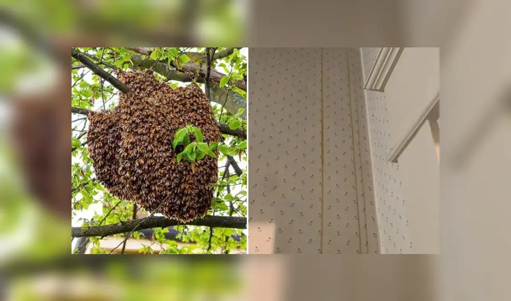 Una familia se enteró que estaban viviendo junto a una enorme cantidad de abejas por un largo tiempo. Foto: Facebook. Una familia se enteró que estaban viviendo junto a una enorme cantidad de abejas por un largo tiempo. Foto: Facebook.
