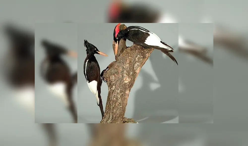 20 Animales en peligro de extinción y extintos en Perú 2019 [FOTOS]