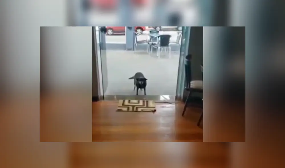 Facebook viral: perro callejero pide comida en restaurante y sorprende con su ‘educación’ al hacerlo Facebook viral: perro callejero pide comida en restaurante y sorprende con su ‘educación’ al hacerlo