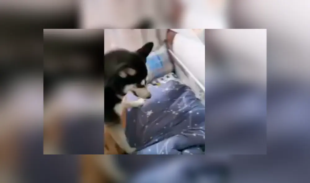 Desliza las imágenes hacia la izquierda para conocer la curiosa acción de un perro para despertar a su dueño. Foto: Captura.