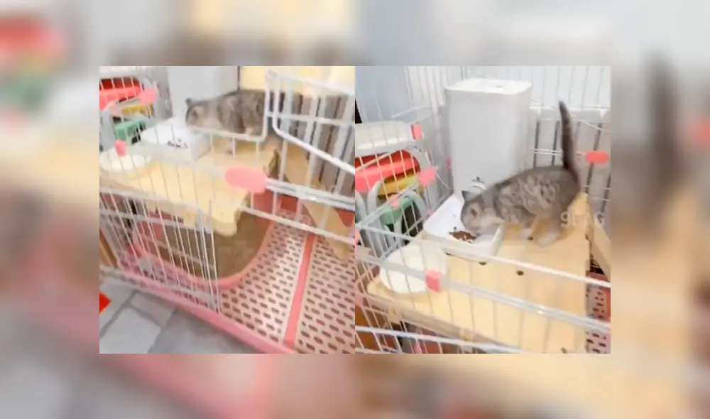 Desliza a la izquierda para ver al felino que ha cautivado a los usuarios de Facebook. Foto: Captura.