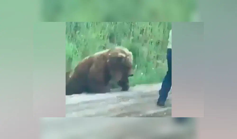 Un video viral de Facebook registró el instante en que un hombre vivió la peor experiencia de su vida, luego de intentar ayudar a un oso malherido en plena carretera.