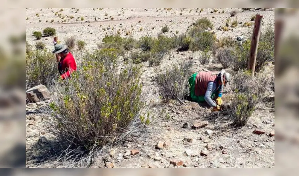 Una planta adulta de queñual puede retener hasta 20 litros de agua al día.