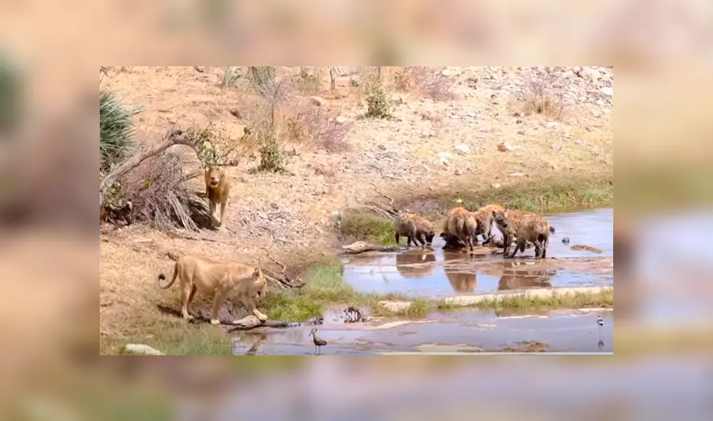 Desliza hacia la izquierda para ver el enfrentamiento de una manada de hienas con leones. Video es viral en YouTube. Desliza hacia la izquierda para ver el enfrentamiento de una manada de hienas con leones. Video es viral en YouTube.