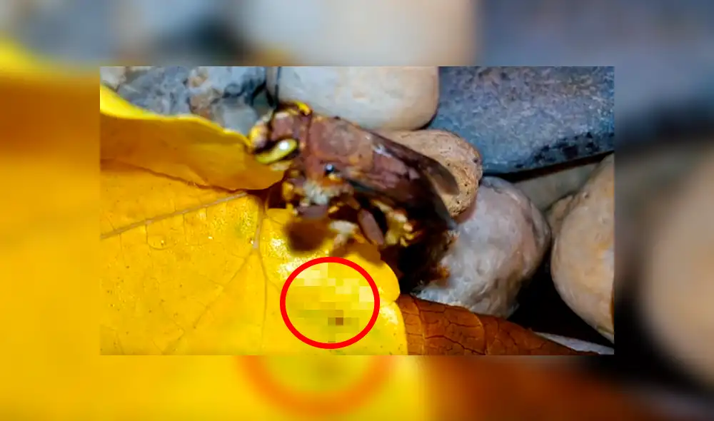 YouTube viral: criatura pare cientos de sus crías dentro de una casa y familia queda impactada [VIDEO]