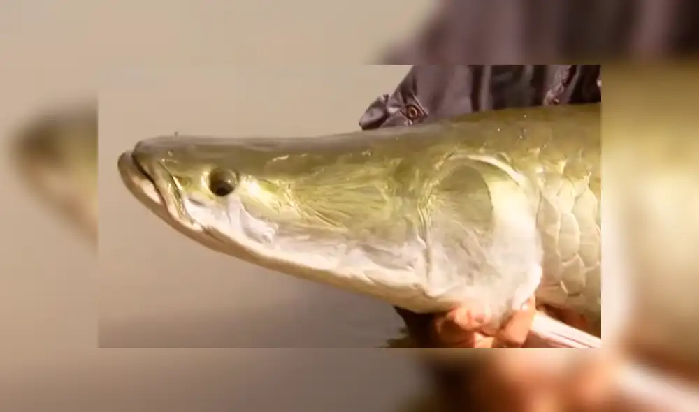 YouTube viral: monstruosa criatura atrapada en río aterra a pescadores [VIDEO]