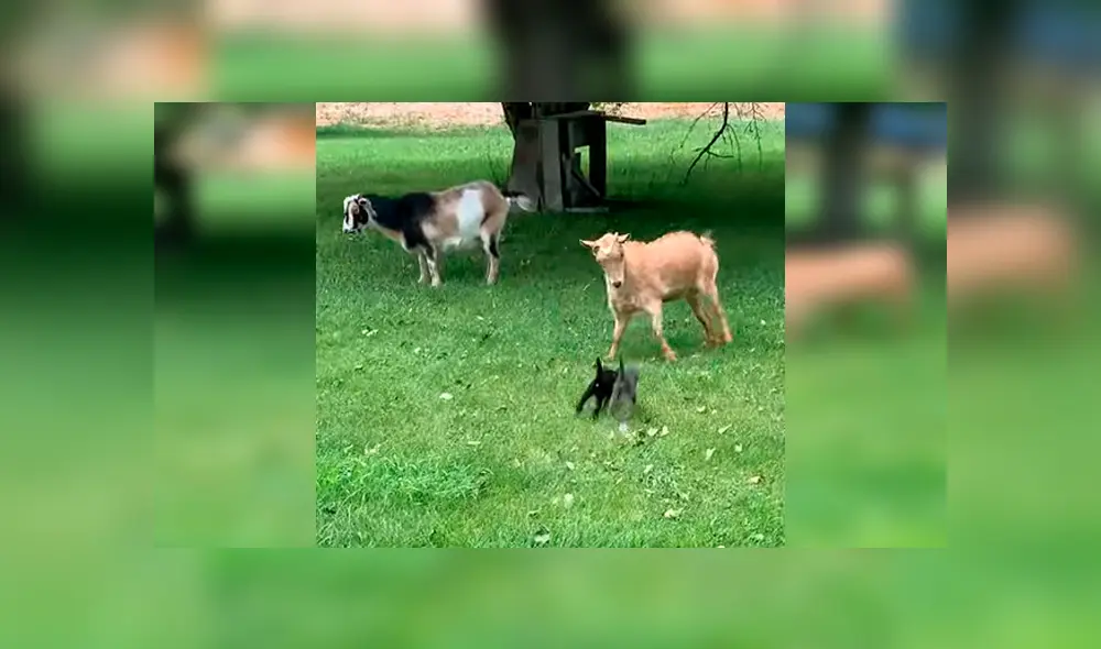 Vía YouTube. Felinos protagonizaron un singular incidente tras seguir con insistencia a una cabra