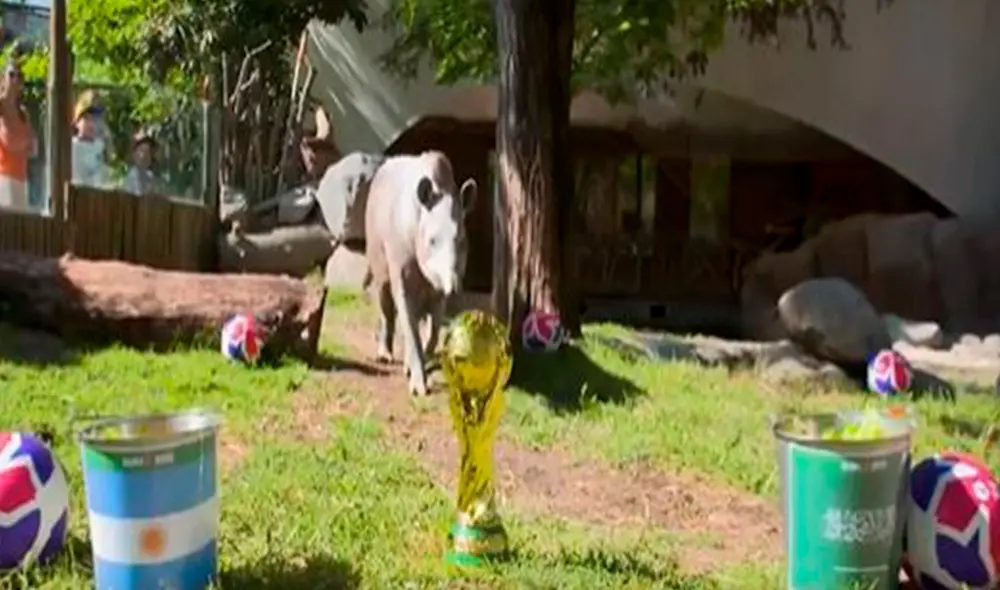 El animal debía escoger solo un tarro lleno de comida, por ello, se inclinó a la que llevaba la bandera de Arabia Saudita. Foto: composición LR/Twitter/@TNTSportsCL El animal debía escoger solo un tarro lleno de comida, por ello, se inclinó a la que llevaba la bandera de Arabia Saudita. Foto: composición LR/Twitter/@TNTSportsCL