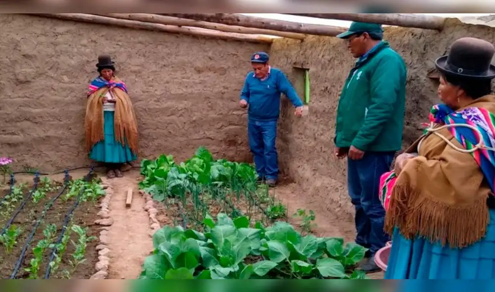 Agricultores de Puno logran primera cosecha tecnificada de hortalizas a cuatro mil metros de altura.
