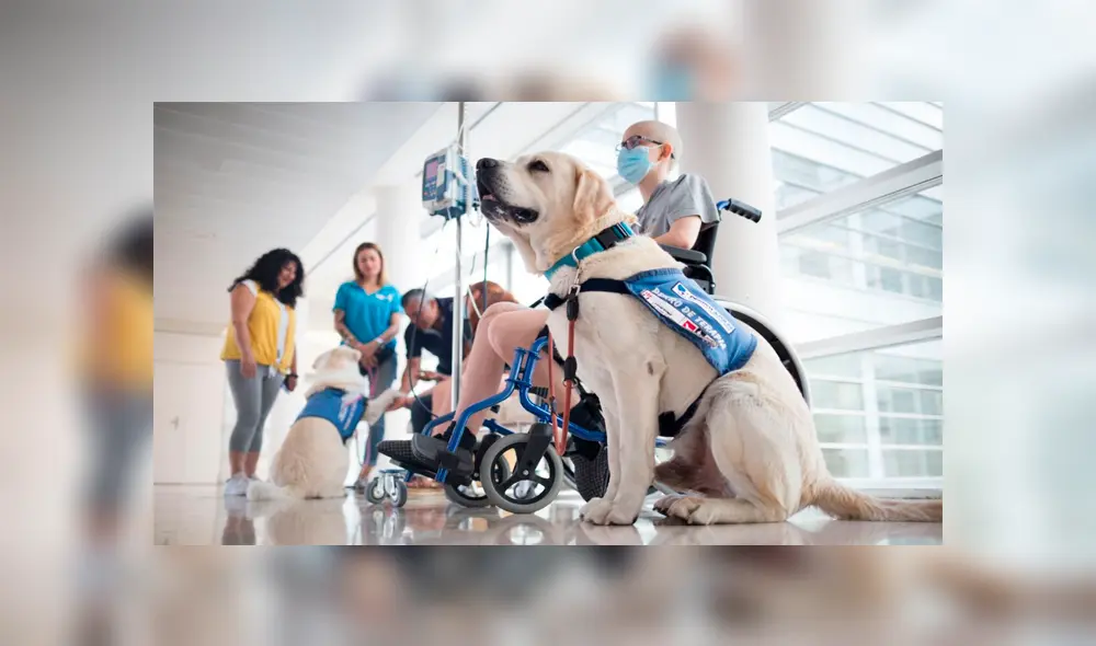 Los menores gozan una hora por semana de la compañía de los canes. (Foto: Madridiario)