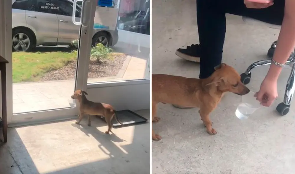 El animal aprovechó un descuido para tomar el vaso con agua; sin embargo, fue descubierto y trató de pasar desapercibido. Foto: composición LR/TikTok/@mialemil