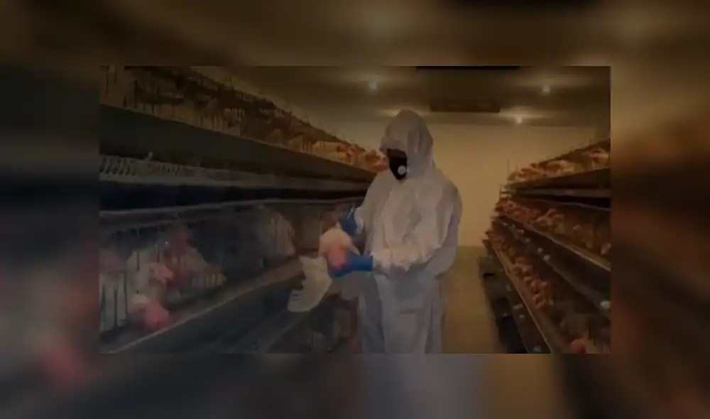 Científicos investigan tratamiento inmunizador con huevos de gallinas. Foto: Captura/Cuarto Poder