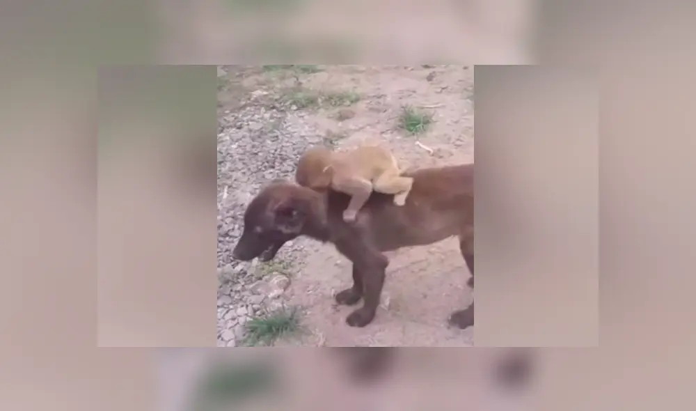 Desliza para ver los momentos más conmovedores del video que se hizo viral en Facebook.