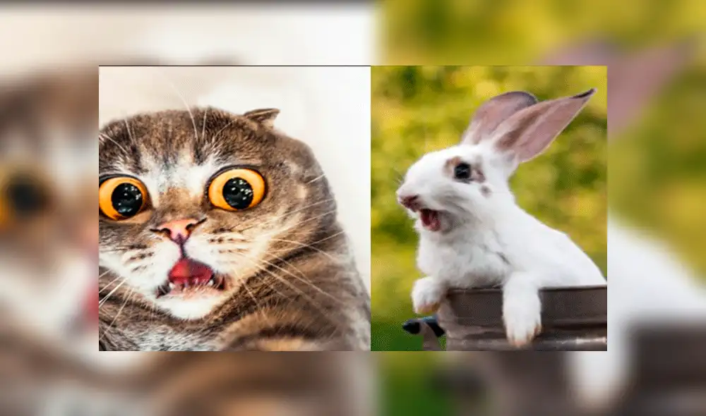 YouTube viral: realiza "experimento" que une a gato con conejo y el resultado es desconcertante [VIDEO]