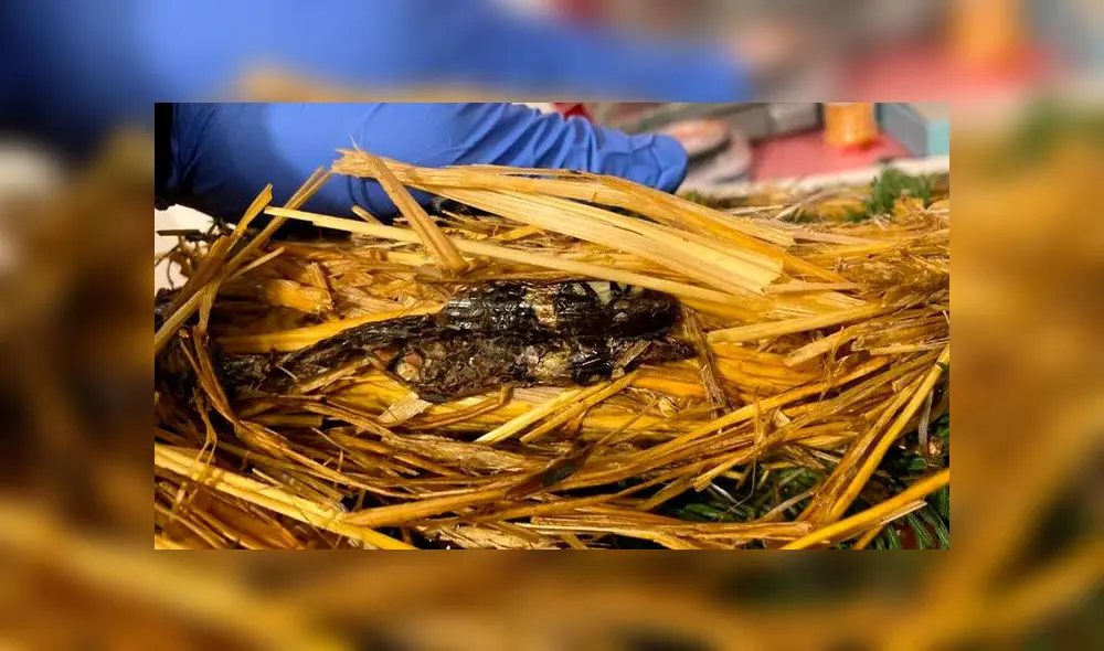 Compra una corona de Navidad y encuentra una serpiente muerta dentro de esta [FOTOS]