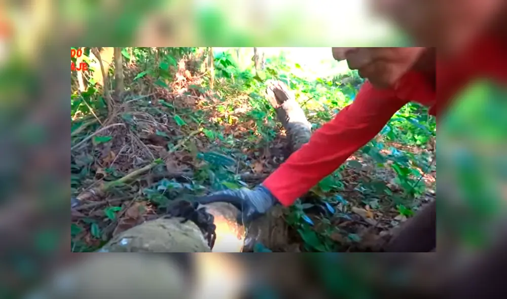 Desliza hacia la izquierda para ver el momento en que la tarántula ataca al joven del video de YouTube.