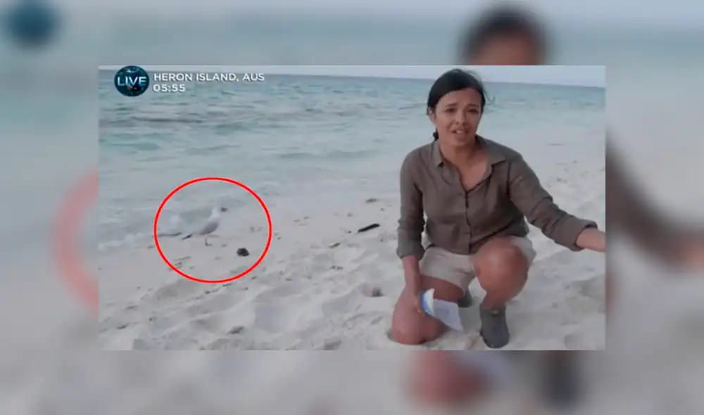 Facebook viral:Una tortuga fue liberada en vivo por una reportera pero un ave arruina tierno momento [VIDEO]