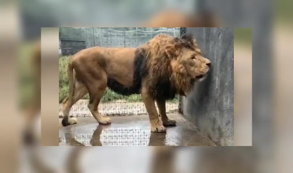 Desliza hacia la izquierda para ver las imágenes del viral de YouTube. Foto: Captura. Desliza hacia la izquierda para ver las imágenes del viral de YouTube. Foto: Captura.