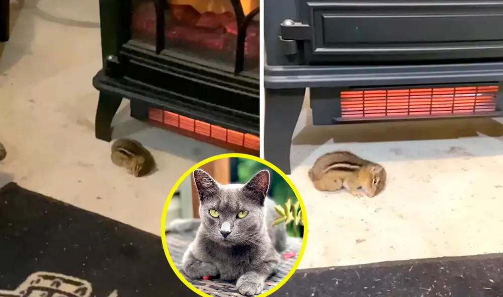 El felino aprovechó que sus dueños estaban durmiendo para acomodar a su ‘nuevo amigo’ al costado de la chimenea, luego que sufrió por una tormenta. Foto: composición LR/YouTube