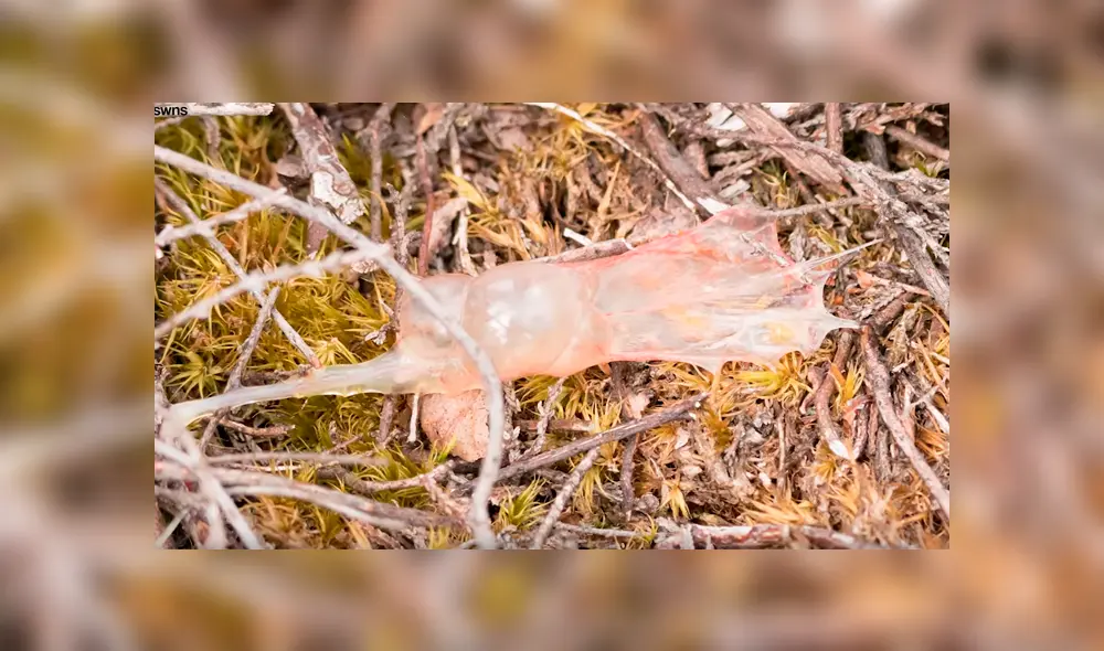 Extraño momento en que serpiente bebé sale de su saco amniótico y no de un huevo [VIDEO]