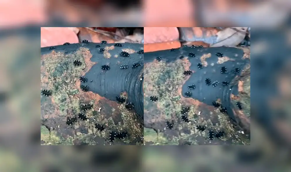 YouTube viral: turista encuentra extraños escarabajos negros huyendo de un árbol muerto [VIDEO]