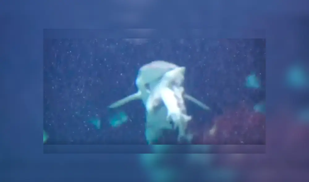 Video es viral en Facebook. Encargados del zoológico donde captaron el insólito suceso señalaron que ambos escualos habían coexistido en armonía durante varios años Video es viral en Facebook. Encargados del zoológico donde captaron el insólito suceso señalaron que ambos escualos habían coexistido en armonía durante varios años