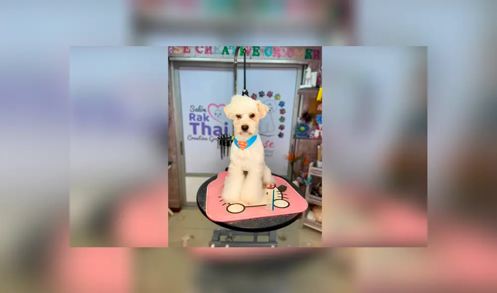 Desliza las imágenes para apreciar el radical cambio que obtuvo un perro abandonado tras asistir al veterinario. Foto: Gisela Gonzalez.