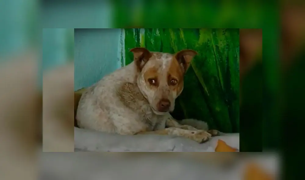 Su dueño falleció hace un año pero este 'Hachiko mexicano’ sigue esperándolo en la esquina donde se encontraban [VIDEO]