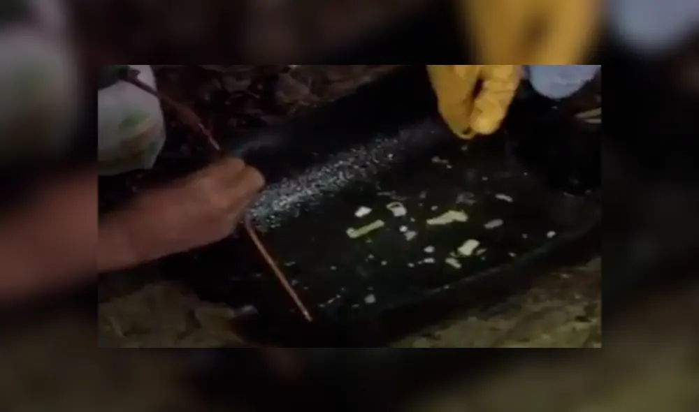 YouTube viral: Ayudan a expulsar extraña sustancia que se había quedado en estómago de ave YouTube viral: Ayudan a expulsar extraña sustancia que se había quedado en estómago de ave