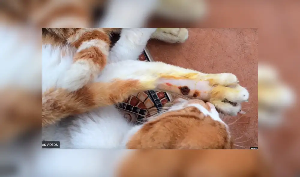 YouTube viral: gato herido ruega a hombre que lo ayude a salvar su vida [VIDEO]